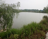 臨近端午，總經(jīng)理劉月琴組織人員農(nóng)莊采摘。